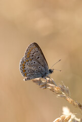 Orange blue brown butterfly in summer light brown background
