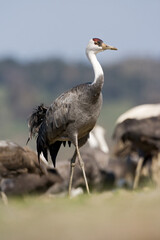 Monnikskraanvogel, Hooded Crane, Grus monacha