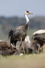 Fotobehang Monnikskraanvogel, Hooded Crane, Grus monacha © AGAMI