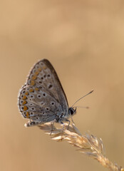 Common blue butterfly in summer sunlight brown background bokeh