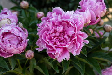 Pink peonies