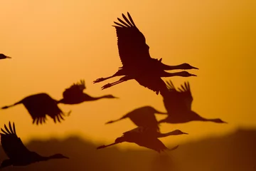 Fotobehang Hooded Crane, Monnikskraanvogel, Grus monacha © AGAMI