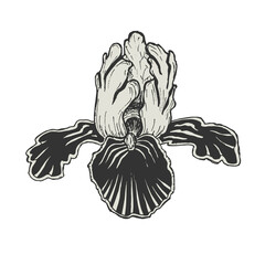 Handmade botanical drawing of iris flower black and white outline for cosmetics, decorative use