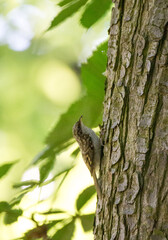 brown bird climbing up tree leaves bokeh in background