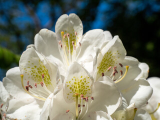 White flower Lilium candidum with buds, close up