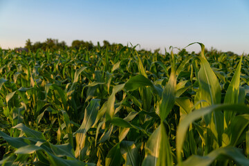 corn leaves on the field at sunset in backlight