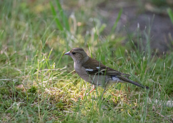 Female chaffinch in green grass