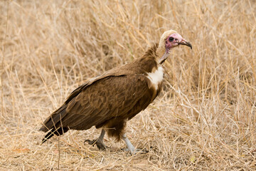 Kapgier, Hooded Vulture, Necrosyrtes monachus