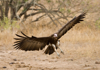 Kapgier, Hooded Vulture, Necrosyrtes monachus