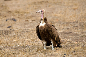 Kapgier, Hooded Vulture, Necrosyrtes monachus