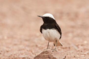 Monnikstapuit; Hooded Wheatear;
