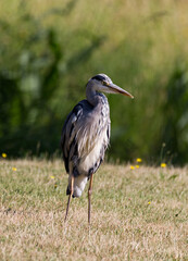 majestic grey heron in summer meadow