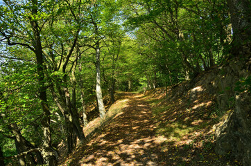 Auf einem schattigen Weg durch einen Laubwald