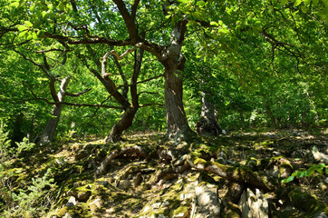 Knorrige Alte Eichen am Urwaldsteig um den Edersee