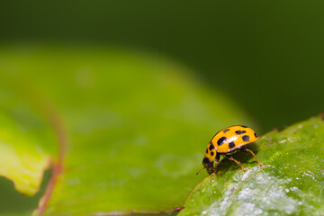 Green leaf with ladybug