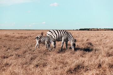 Fototapeta na wymiar Pregnant zebra and her cub are walking along the steppe and eating grass on a sunny day. Wild boar horse in the reserve