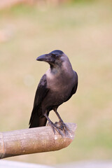 Huiskraai, House Crow, Corvus splendens