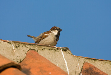 Huismus, House Sparrow, Passer domesticus