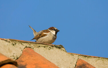 Huismus, House Sparrow, Passer domesticus