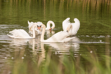 Many swans in in lake, Latvia.