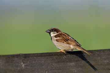 House Sparrow, Huismus, Passer domesticus