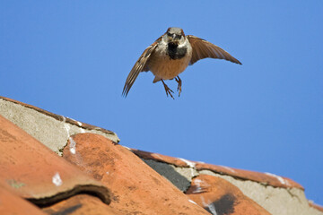 Fototapeta na wymiar House Sparrow, Huismus, Passer domesticus