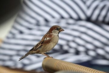 Huismus, House Sparrow, Passer domesticus