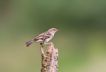 Huismus, House Sparrow, Passer domesticus