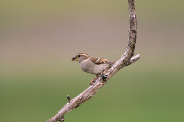 Huismus, House Sparrow, Passer domesticus