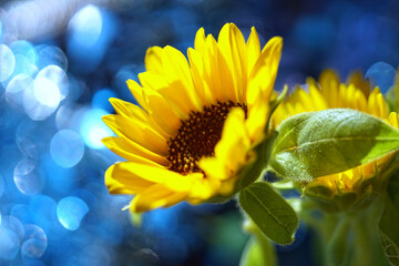 ミニヒマワリ咲く