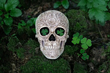 decorative human skull and clover leaves on dark natural background.  magic esoteric ritual....