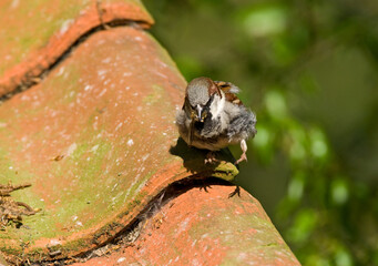 Huismus, House Sparrow, Passer domesticus
