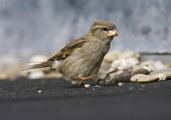House Sparrow, Huismus, Passer domesticus