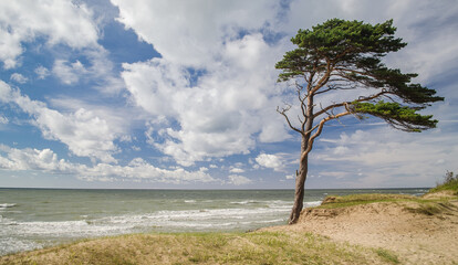 Fototapeta na wymiar Pine in beach, Staldzene, Latvia