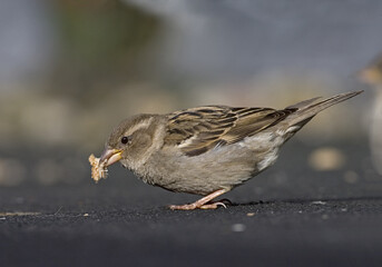 House Sparrow, Huismus, Passer domesticus