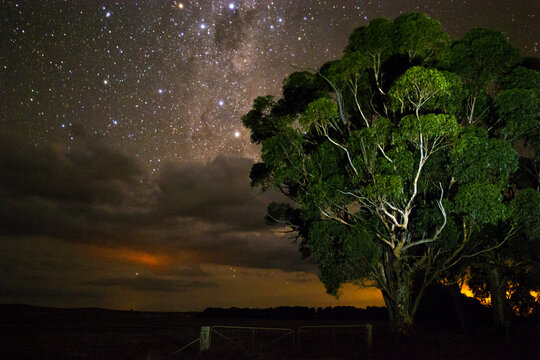 Gum tree in front of stars rising above clouds horizontal