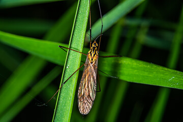 Spotted crane fly (Lat. Nephrotoma appendiculata)