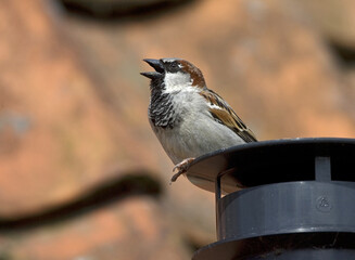 House Sparrow, Huismus, Passer domesticus