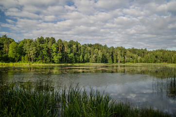 Fototapeta na wymiar Kazdanga village mill lake in sunny summer day, Latvia.
