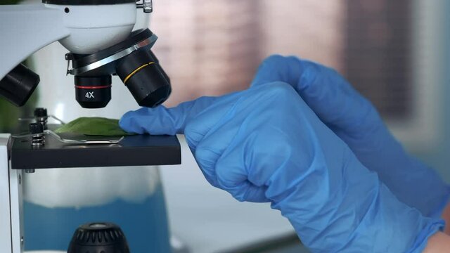 Close-up shot of scientist hands putting plant leaf on microscope stage and then adjusting device for the experiment in modern lab