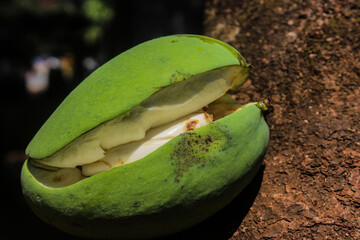 unripe mango, and split in the middle of the fruit
