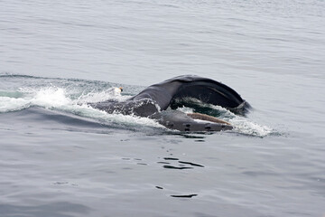 Bultrug, Humpback Whale, Megaptera novaeangliae,