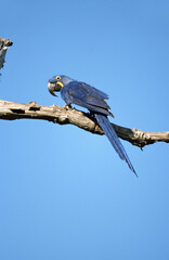 Hyacinth Macaw, Hyacinthara, Anodorhynchus hyacinthinus