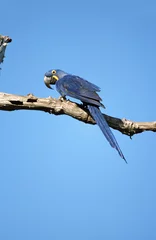 Fototapeten Hyacinth Macaw, Hyacinthara, Anodorhynchus hyacinthinus © AGAMI