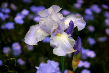 紫のジャーマンアイリス
