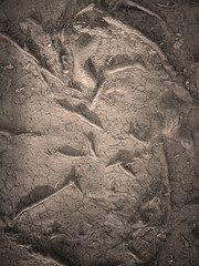 Dried soil with tree roots, top view, texture.