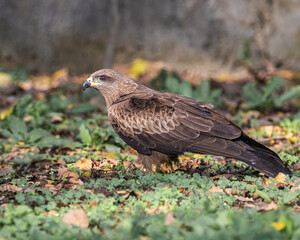 Black Kite on ground