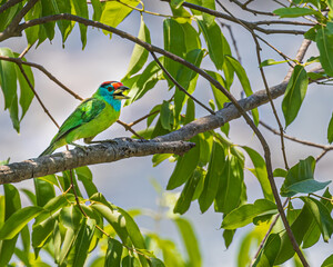 Blue throated Barbet sitting on a Tree
