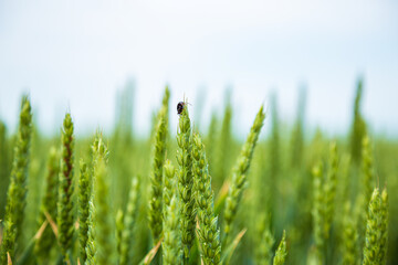 Green wheat spikes