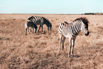 Fototapeta na wymiar Pregnant zebra and her baby are walking along the steppe and eating grass on a sunny day. Wild horse in the reserve